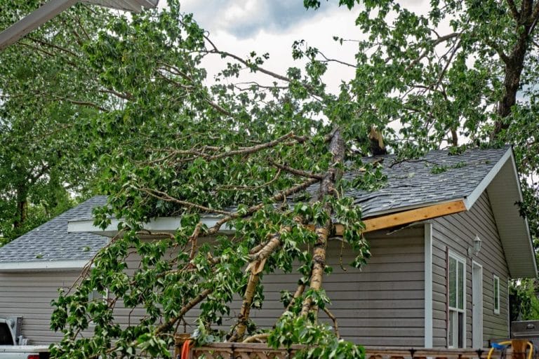 A fallen branch crushing a roof after a storm.