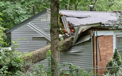 Tree Maintenance: What to Do if a Tree is Growing Too Close to Your Home