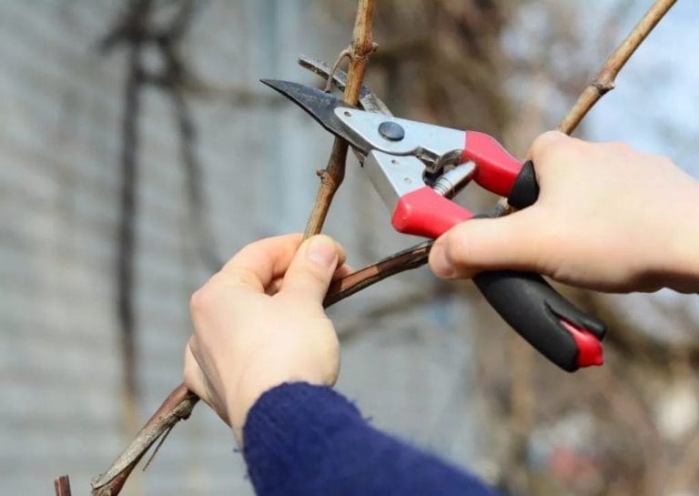 Prune your trees shears in late winter